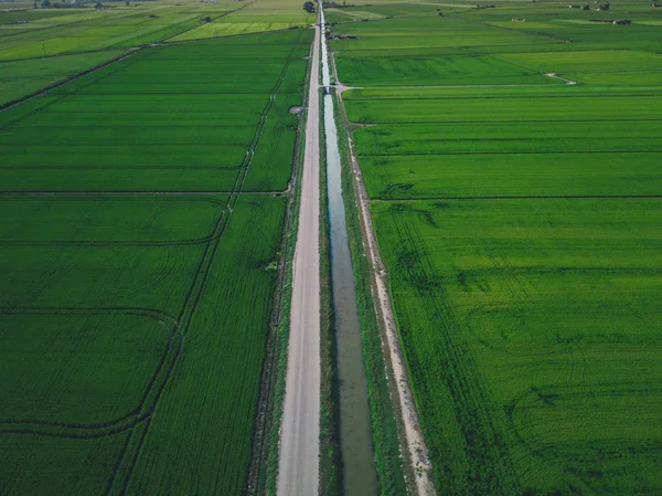 Vista aérea del dron del campo verde del país con líneas de fila, vista superior . — Foto de Stock