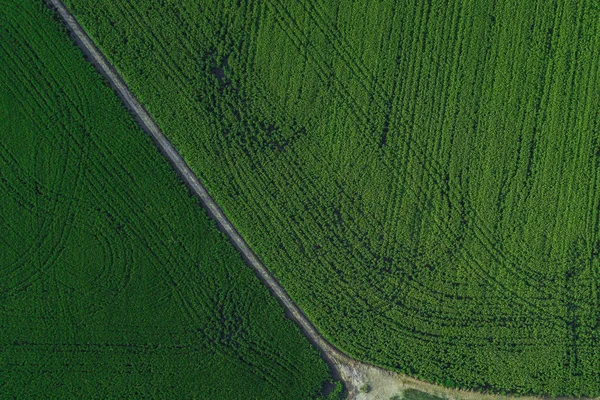Veduta aerea drone di campo verde paese con linee di fila, vista dall'alto . — Foto Stock