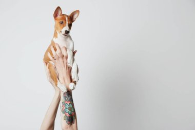 Dövmeli eller bir alçaklık köpek yavrusu köpek üzerinde beyaz izole havaya. Kopya hamur alanı.