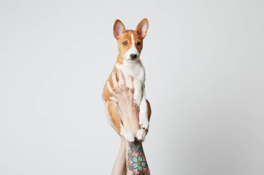 Dövmeli eller bir alçaklık köpek yavrusu köpek üzerinde beyaz izole havaya. Kopya hamur alanı.