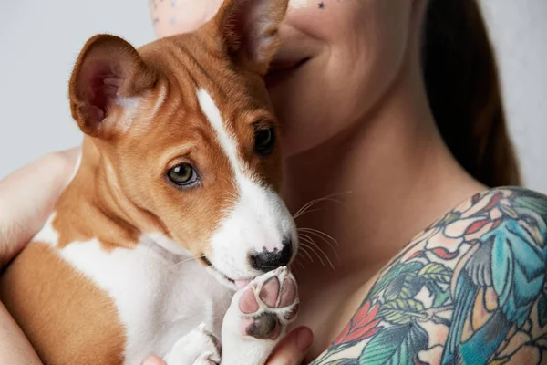 かわいいの肖像画は入れ墨ハグとキスを彼女の小さな子犬のバセニー犬の美しい女性です。犬と所有者との間が大好きです。白い背景に分離. — ストック写真