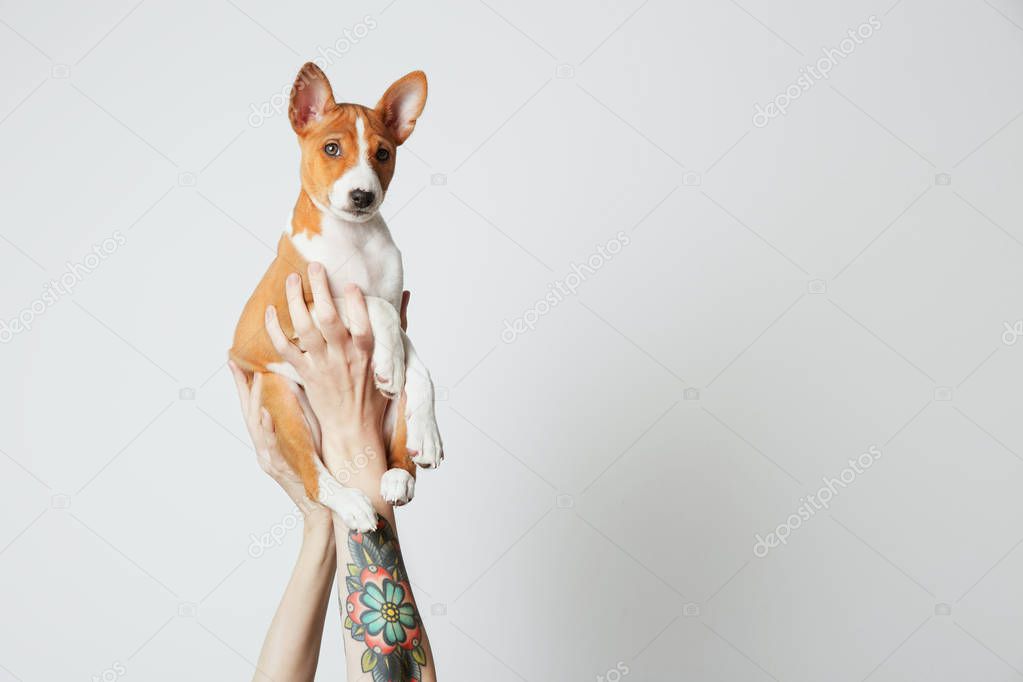 Woman with tattooed arm holds up a basenji puppy dog isolated over white. Copy paste space.