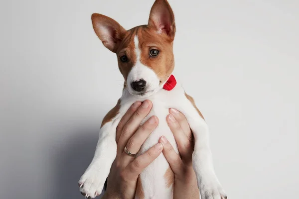 男性の腕は、白で隔離された犬バセンジーの子犬を保持します。コピー貼り付けスペース. — ストック写真