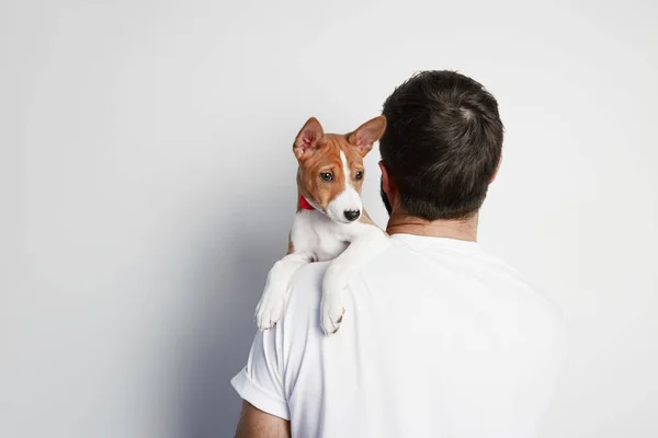 こたつと彼のバセンジーの子犬を抱いてハンサムな男を閉じて白い背景に対して友情. — ストック写真
