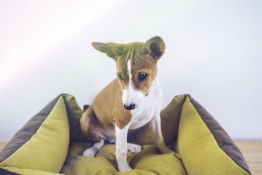 Basenji küçük sevimli köpek beyaz duvar arka plan üzerinde köpek mat oturan.