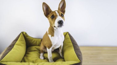 Beyaz arka planda Komik küçük sevimli basenji köpek yavrusu.