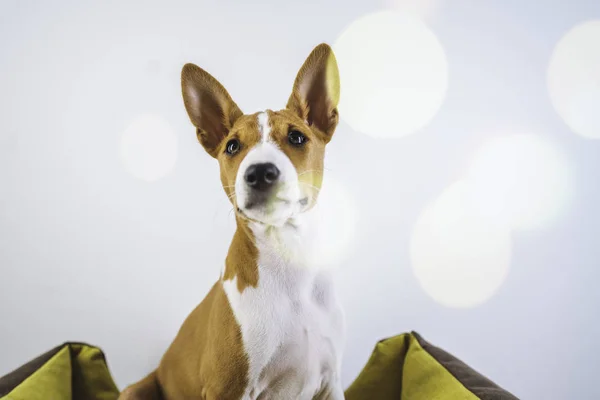 クローズアップポートレートバーゼンジかわいい子犬は、白い壁の背景に犬のマットに座っています。フレア. — ストック写真