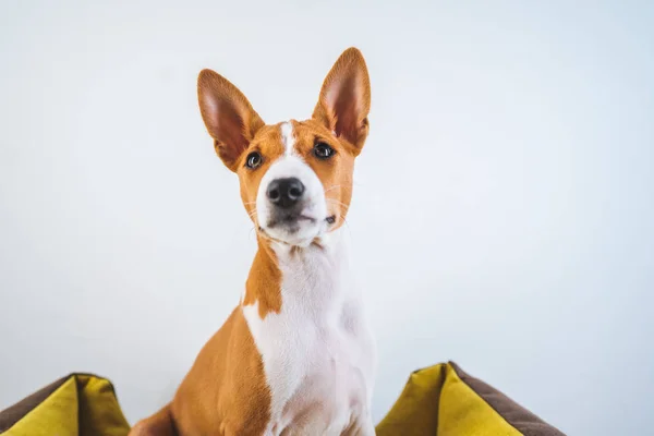 白い壁の背景に犬のマットに座って肖像画バーゼンジかわいい子犬. — ストック写真