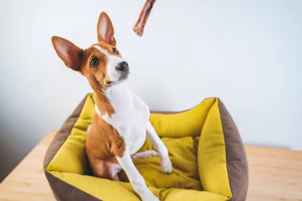 Little Basenji cute puppy dog sitting in dog mat and waiting his treat at white wall background