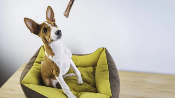 小さなベースンジかわいい子犬は、犬のマットに座って、白い壁の背景で彼の御馳走を待っています。ワイドフォーマット — ストック写真