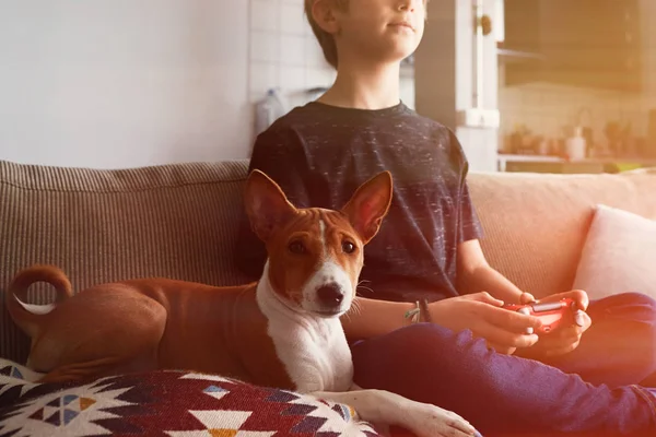 Young cute boy playing video game console seated on a sofa with basenji dog puppy close in living room at home