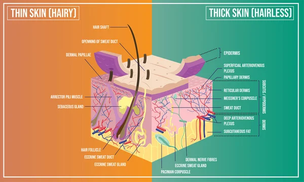皮膚構造解剖学のベクトル イラスト — ストックベクタ