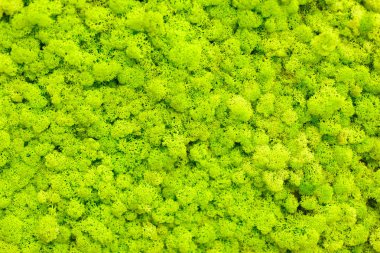 Ren geyiği liken yapılan Ren geyiği moss duvar, yeşil duvar dekorasyonu