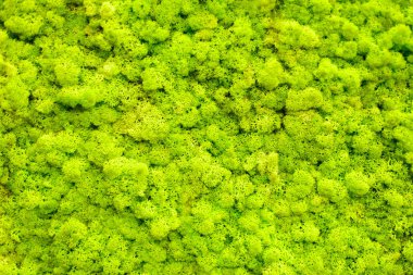 Ren geyiği liken yapılan Ren geyiği moss duvar, yeşil duvar dekorasyonu