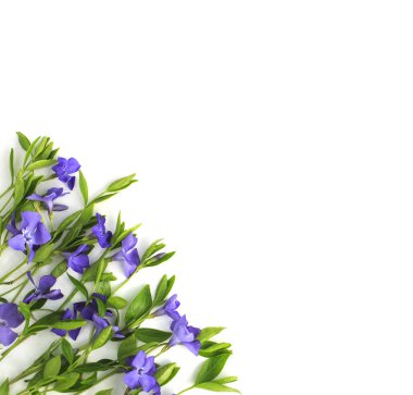 Deniz salyangozu ve beyaz zemin üzerine yeşil yaprakları. Düz yatıyordu,