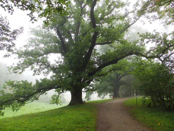 Vackra och magiska gamla ek i en dimmig park — Stockfoto