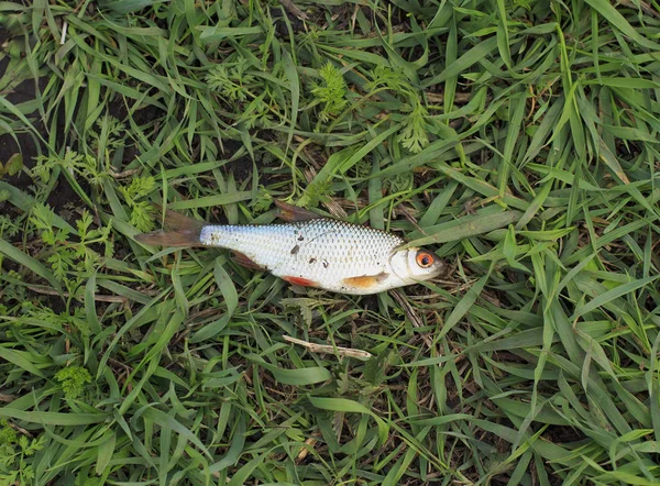 Karausche Auf Gras Eine Art Fisch Von Der Seite Lebende — Stockfoto