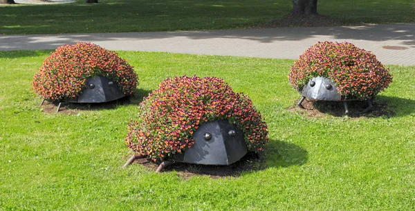 Hedgehog  shaped flower bed. Ideas for flower beds