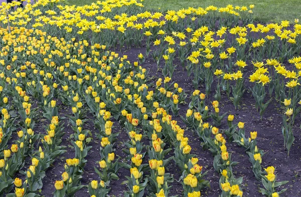 Beautiful Yellow tulips flowerbed closeup. Flower background. — Stock Photo, Image