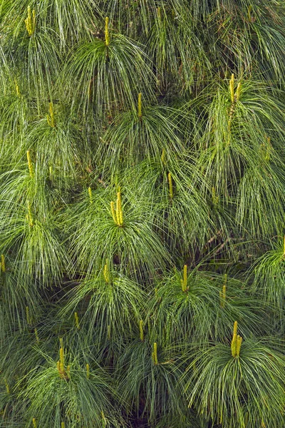çiçeklenme çam ağacı closeup, polen, sarı,