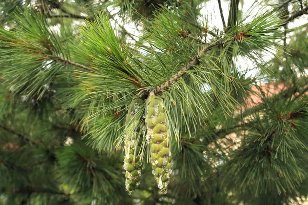 Cono de pino verde con resina en una rama —  Fotos de Stock