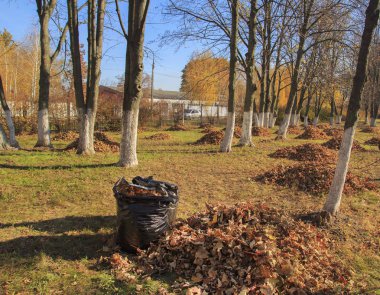 Sonbahar park temizlik. Turuncu yaprak ve sonbahar park çöp torbası yığını