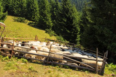 Dağ kalem güneşli gün, Karpat Dağları tutarak koyun,