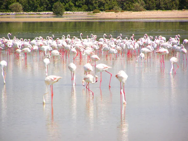 Lesser Flamingos wading in water in United Arab Emirates.