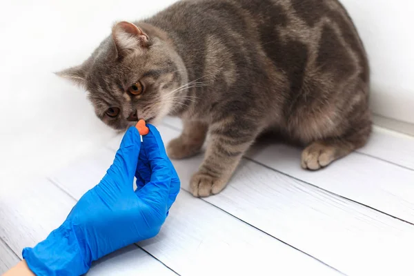 Aranyos cica szerzés egy pirulát állatorvosok kék kesztyű átadja világos háttér — Stock Fotó