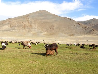Moğolistan doğal manzaralar, dağlar ve kayalar ve yaban keçisi çevrili