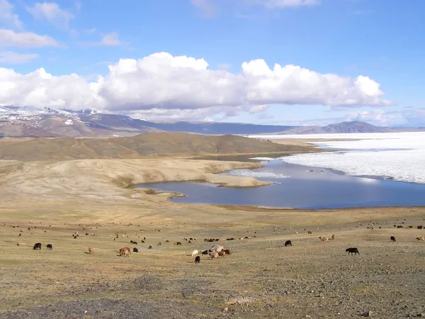 蒙古自然景观, 周围环绕着山脉、岩石和野山羊 — 图库照片