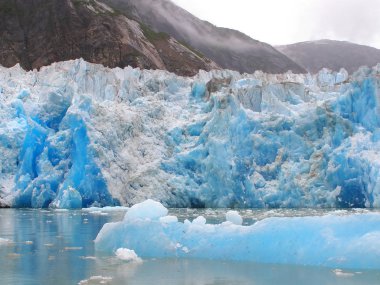 Tracy kol fiyort buzul terör yaban hayatı. Güneydoğu Alaska,