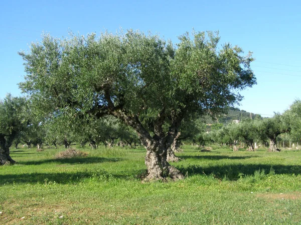 Eski zeytin ağaçları bahçede. Yunanistan.