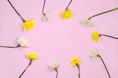 Pembe arka plan üst görünüm düz üzerinde narsisus veya nergis çiçek Çerçeve yatıyordu. Paskalya konsepti, 8 Mart, tatil. Çiçekli kart kopyalama alanı