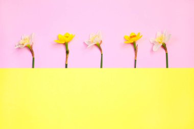 Bahar kompozisyon pembe ve sarı renk arka plan üzerinde nergis çiçekleri ile yapılan. kopya alanı. Yaratıcı minimal tatil konsepti. Düz yatıyordu.