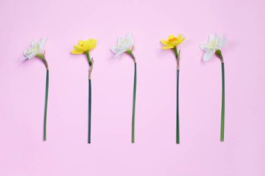 Bahar çiçek liner, pembe pastel arka plan üzerinde bahar çiçek narsist çiçekler, Kavram 8 Mart, mather gün. Bahar paskalya arka plan