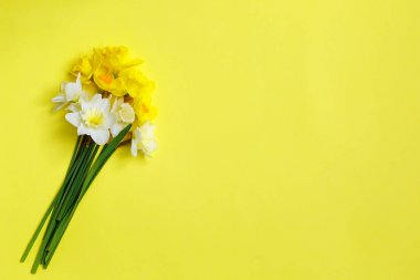 Sarı bir arka plan üzerinde nergis buketi. Bahar sarı çiçekleri. üst görünüm, 8 Mart, mather gün için uzay Kavramı kopyalayın. Bahar paskalya arka plan