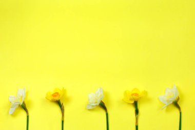 Sarı arka plandaki nergisler. Bahar sarı çiçekleri. üst görünüm, 8 Mart, mather gün için uzay Kavramı kopyalayın. Bahar paskalya arka plan