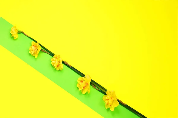Narcisos amarillos sobre fondo creativo de colores verdes y amarillos. Primavera concepto mínimo Día de la Mujer, Día de las Madres, Día de San Valentín, Pascua, cumpleaños —  Fotos de Stock