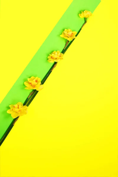 Narcisos amarillos sobre fondo creativo de colores verdes y amarillos. Primavera concepto mínimo Día de la Mujer, Día de las Madres, Día de San Valentín, Pascua, cumpleaños — Foto de Stock