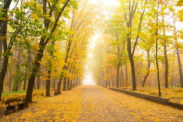 Renkli ağaçlar ve güneş ışığı ile parkta Altın sonbahar.