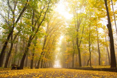 Sonbahar. Düş! Autumnal Park 'ta. Sonbahar Ağaçları ve Yaprakları