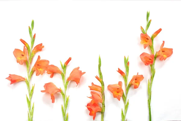 Beautiful orange Gladiolus flower on white background — Stock Photo, Image