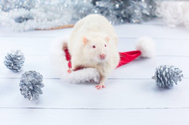 beyaz sıçan bir Noel şapkası, noel fare dışarı bakar.