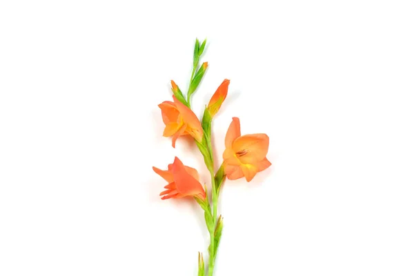 Belle fleur de Gladiole orange sur fond blanc — Photo