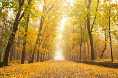 Romantik sokakta güzel bir park renkli ağaçlar ve güneş ışığı ile.