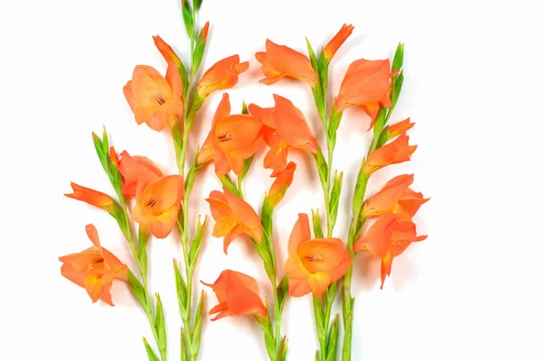 Beautiful orange Gladiolus flower on white background — Stock Photo, Image