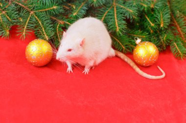 Sevimli beyaz sıçan ve noel ağacı. Yeni yıl ve Noel konsepti.