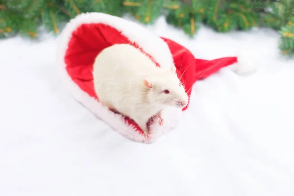 Rata blanca mira desde un sombrero de Navidad, el ratón de Navidad . —  Fotos de Stock