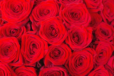 Doğal kırmızı güllerin arka planı dokuyu kapatır. Doğum günü, Anneler, Sevgililer Günü, Kadınlar, Düğün Günü konsepti.